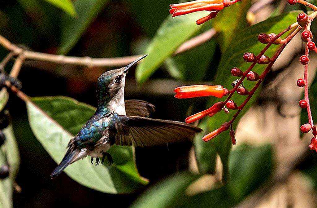  Flora y fauna