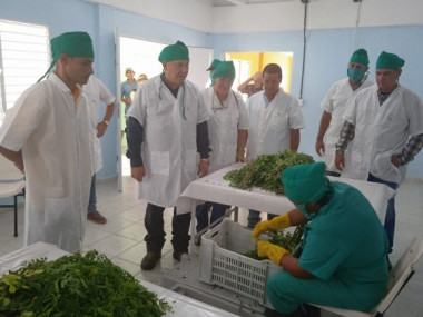 Inauguran en Sancti Spíritus la primera planta de procesamiento de polvo de moringa en el país
